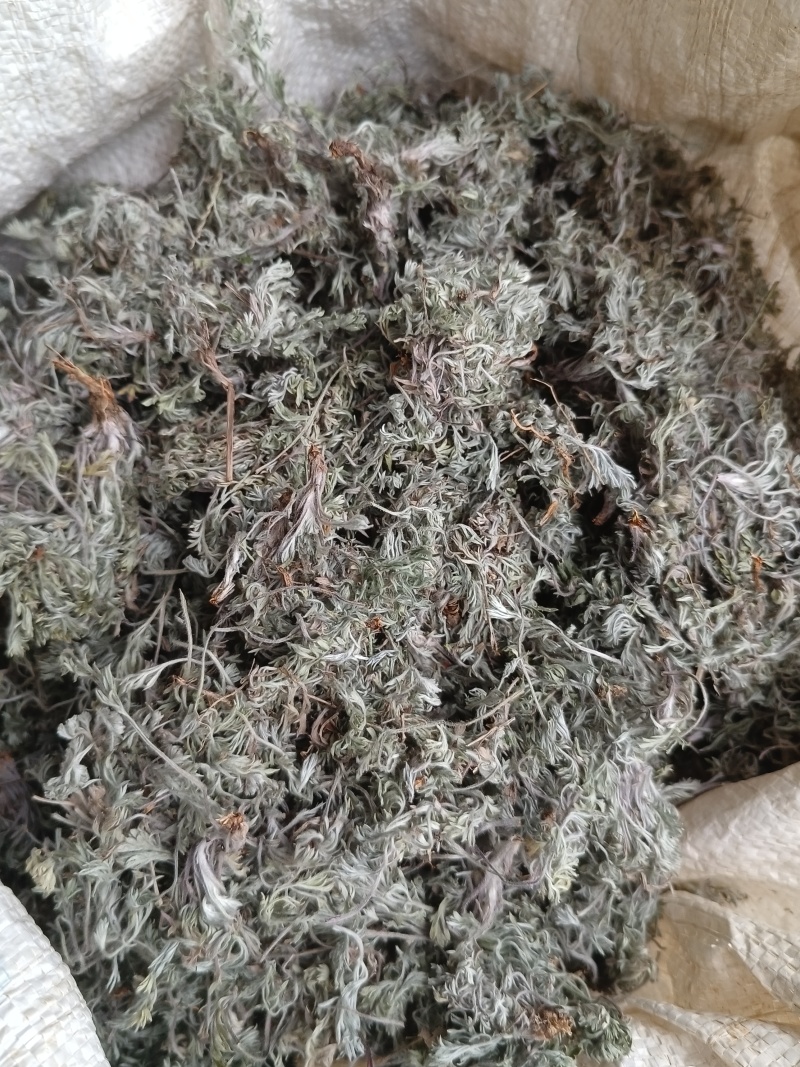 茵陈蒿白蒿苗干货身干无杂精选货