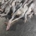 广东黑棕鹅尾鹅鹅肉货源充足基地直销保质保量欢迎咨询