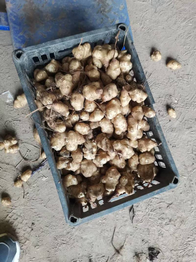 优质洋姜种大量有货产地直发可视频看货欢迎老板咨询