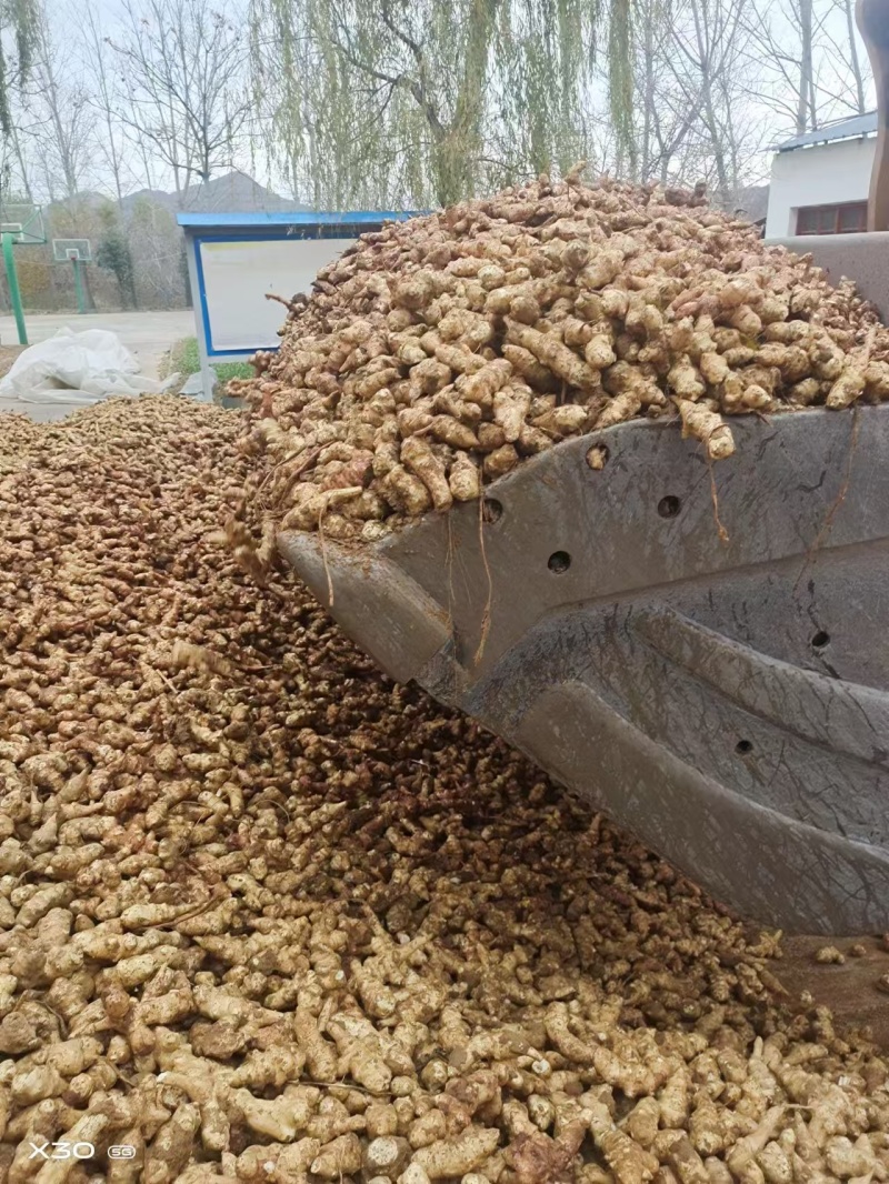 优质洋姜种大量有货产地直发可视频看货欢迎老板咨询
