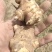 优质洋姜种大量有货产地直发可视频看货欢迎老板咨询