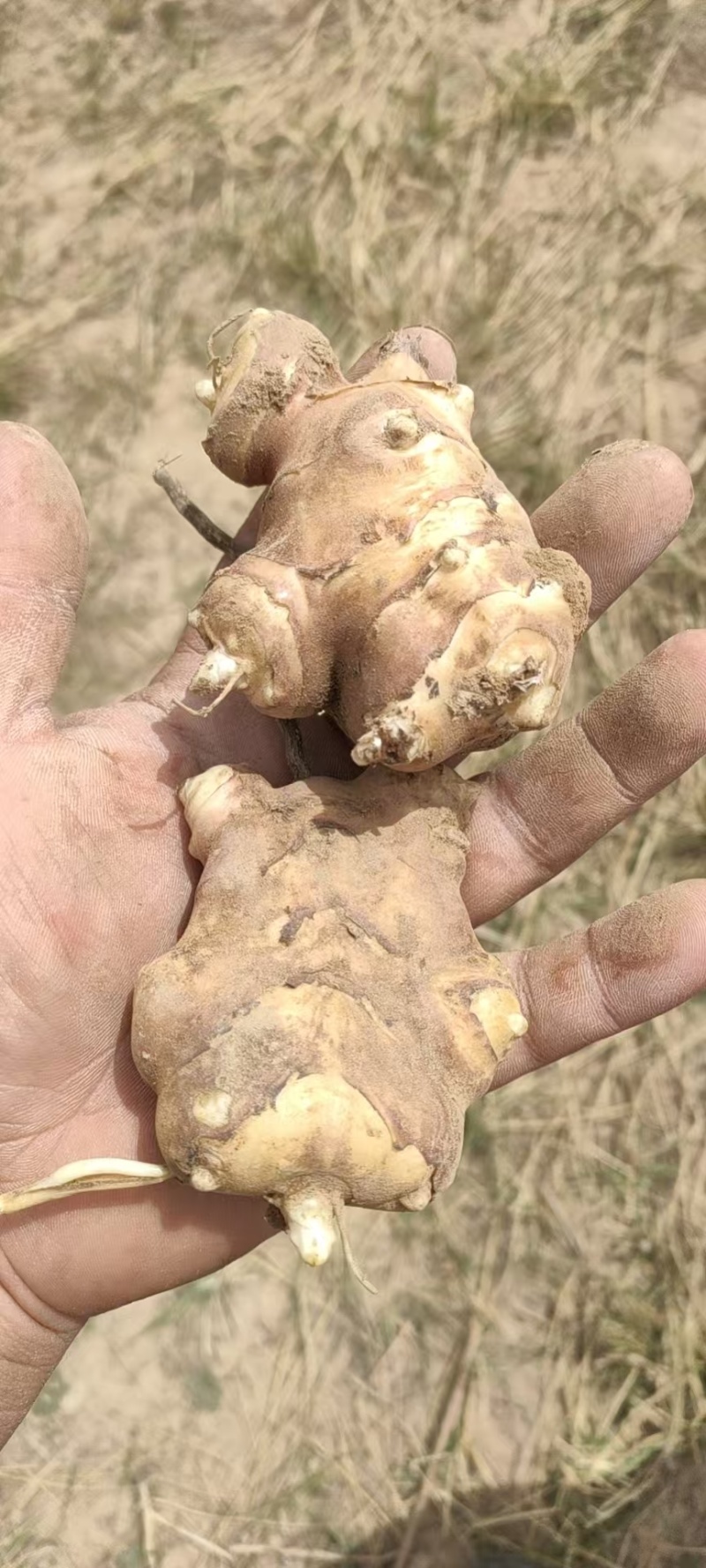 优质洋姜种大量有货产地直发可视频看货欢迎老板咨询