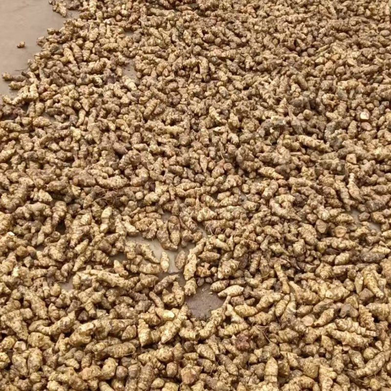 优质洋姜种大量有货产地直发可视频看货欢迎老板咨询