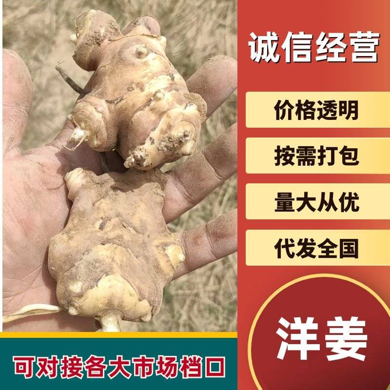 统货菊芋，服务各类客户，可以精选或者水洗随时有货欢迎咨询