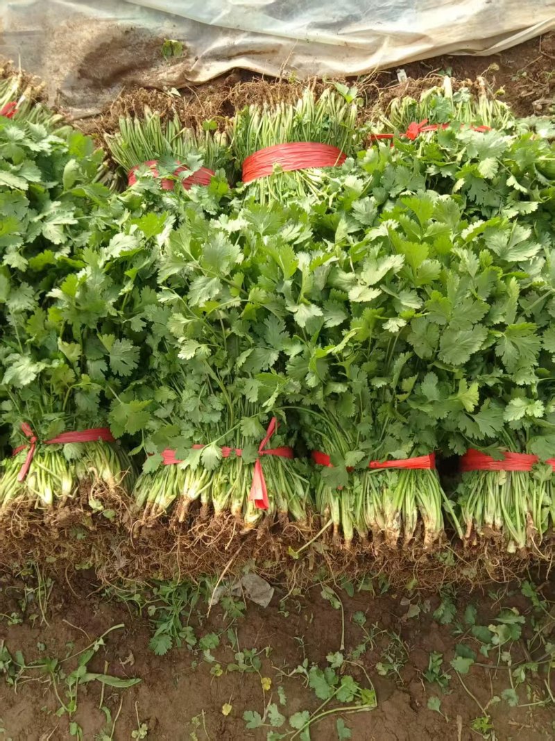 河北邯郸市临漳县习文镇香菜精品，通货，食堂货都有欢迎考察