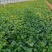 河北邯郸市临漳县习文镇香菜精品，通货，食堂货都有欢迎考察