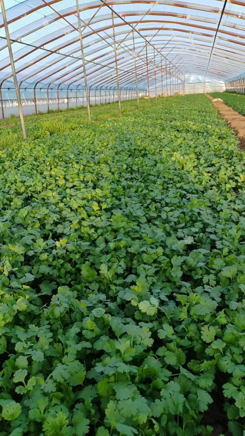 河北邯郸市临漳县习文镇香菜精品，通货，食堂货都有欢迎考察