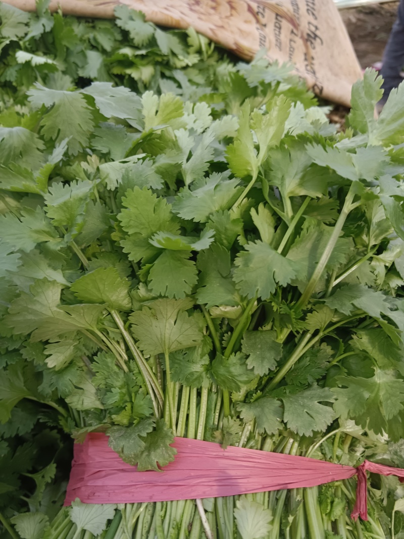 河北邯郸市临漳县习文镇香菜精品，通货，食堂货都有欢迎考察