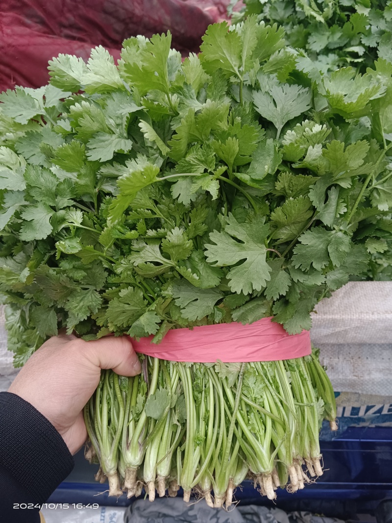 河北邯郸市临漳县习文镇香菜精品，通货，食堂货都有欢迎考察