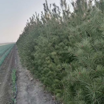 十年树龄虎皮松，高三到四米米左右，急售三千棵，打包出售，