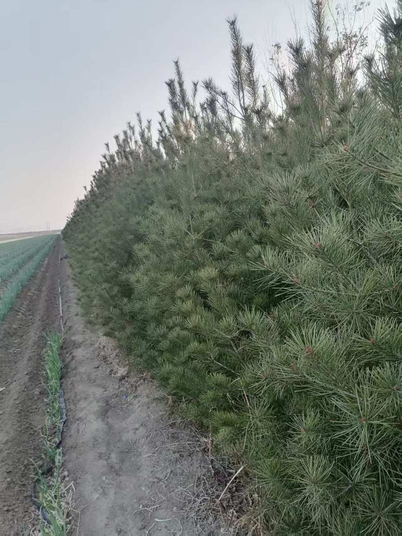 十年树龄虎皮松，高三到四米米左右，急售三千棵，打包出售，