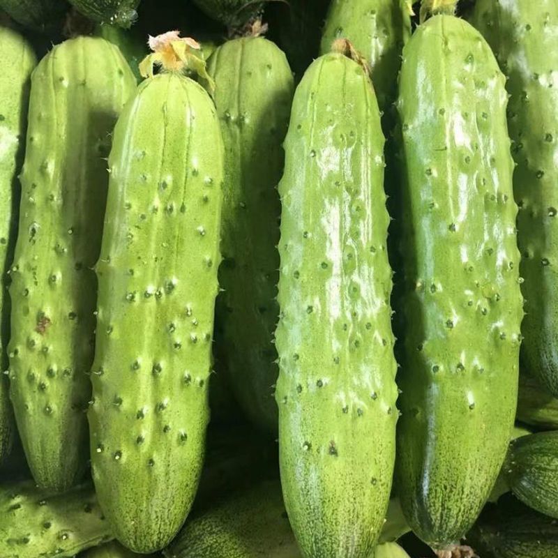 渤园808水果黄瓜种子强雌早熟短棒绿肉清香脆甜节节有瓜