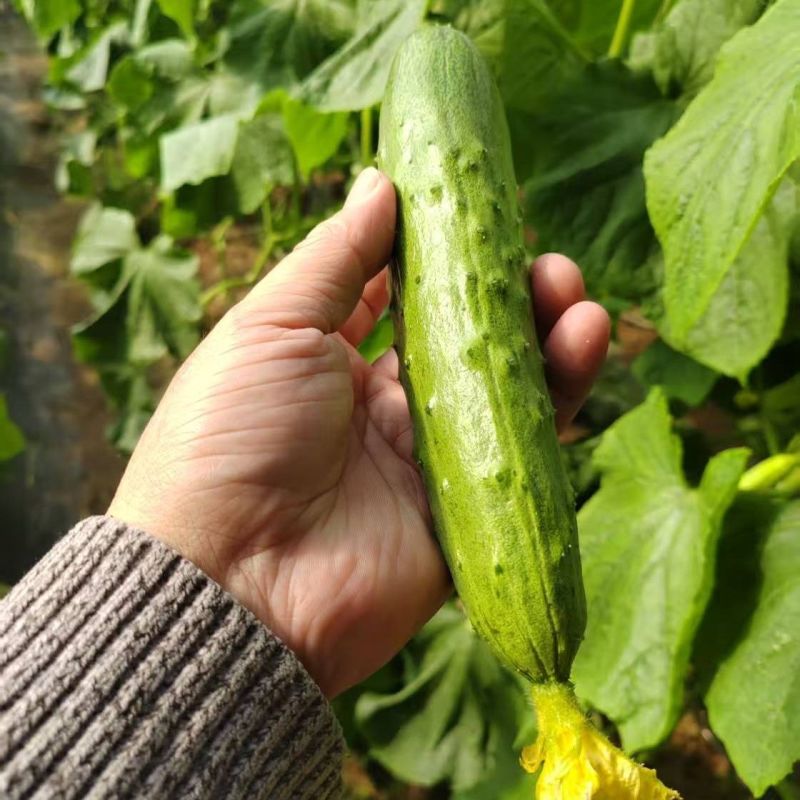 渤园808水果黄瓜种子强雌早熟短棒绿肉清香脆甜节节有瓜