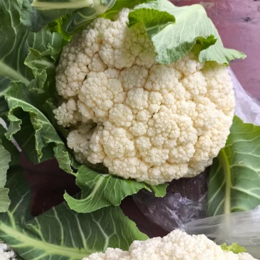 有机菜花，花白个头大产地直销，质量保证诚信交易
