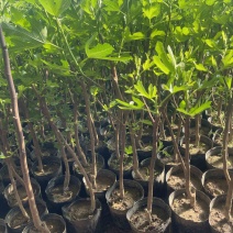 盆栽无花果树苗，当年种植当年挂果、愿盆原土