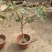 盆栽无花果树苗，当年种植当年挂果、愿盆原土