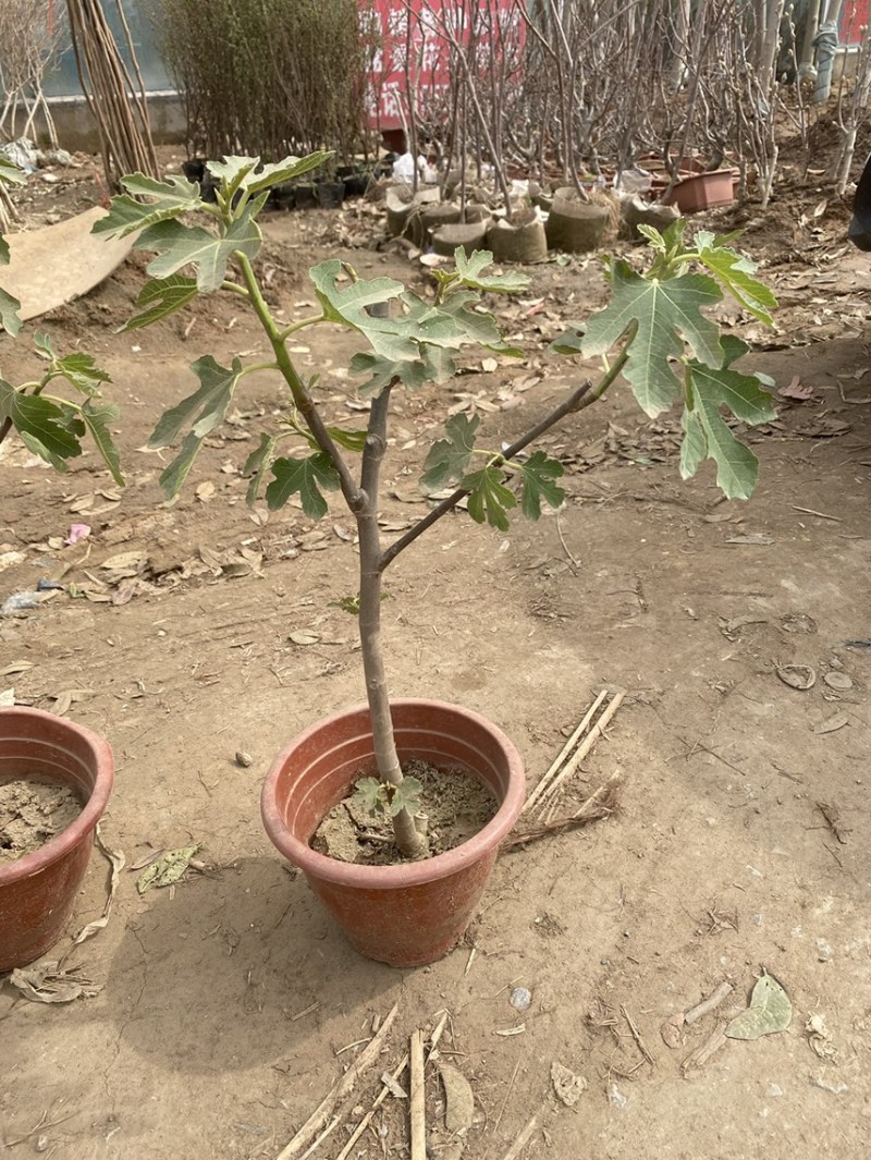 盆栽无花果树苗，当年种植当年挂果、愿盆原土