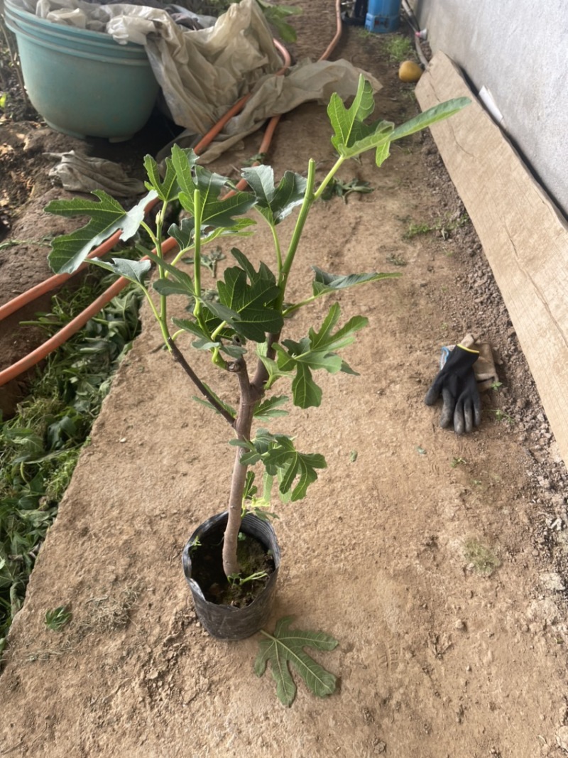 盆栽无花果树苗，当年种植当年挂果、愿盆原土