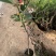 盆栽无花果树苗，当年种植当年挂果、愿盆原土