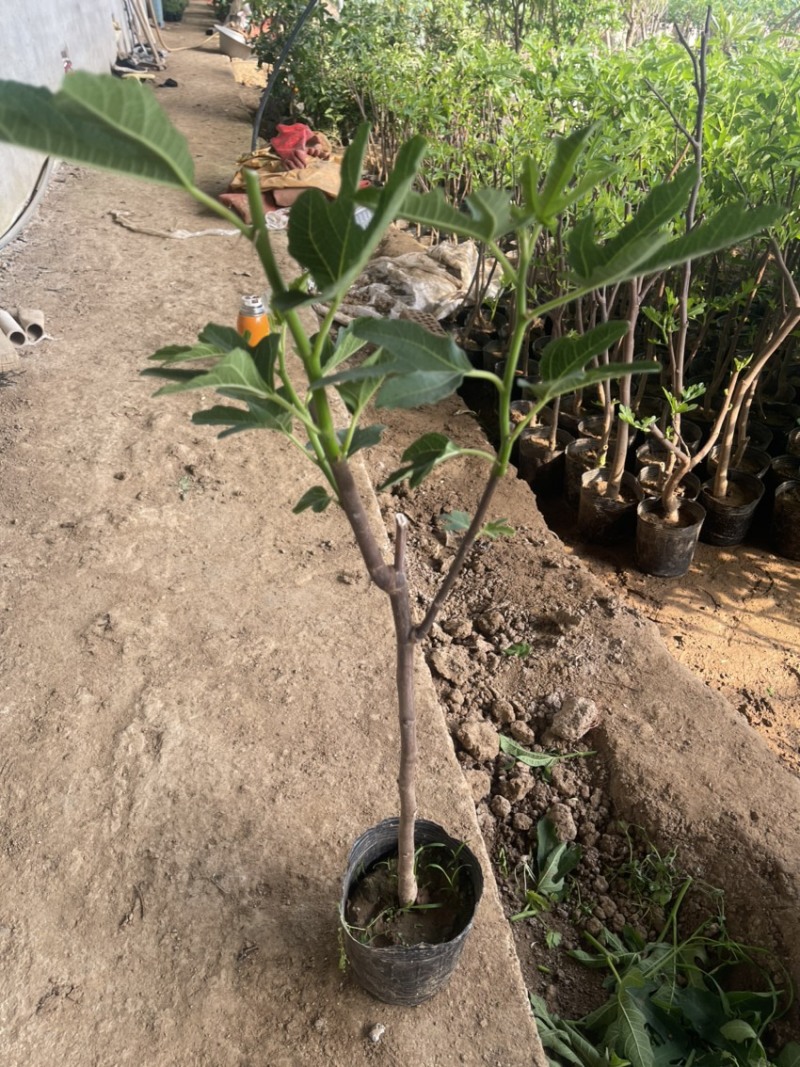 盆栽无花果树苗，当年种植当年挂果、愿盆原土