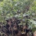 盆栽无花果树苗，当年种植当年挂果、愿盆原土