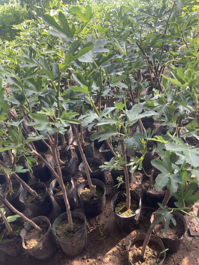 盆栽无花果树苗，当年种植当年挂果、愿盆原土