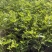 盆栽无花果树苗，当年种植当年挂果、愿盆原土