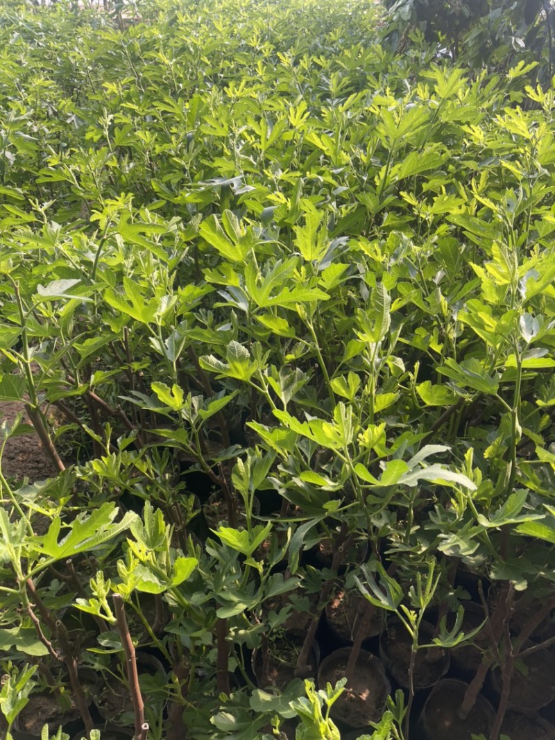 盆栽无花果树苗，当年种植当年挂果、愿盆原土