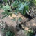盆栽无花果树苗，当年种植当年挂果、愿盆原土