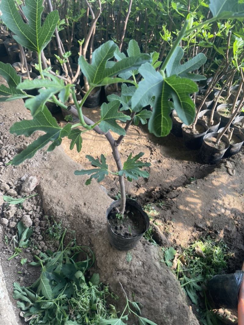 盆栽无花果树苗，当年种植当年挂果、愿盆原土