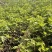 盆栽无花果树苗，当年种植当年挂果、愿盆原土