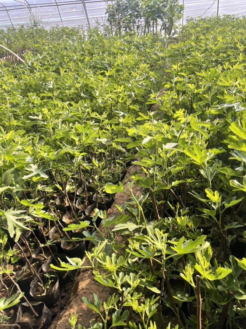 盆栽无花果树苗，当年种植当年挂果、愿盆原土
