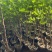 盆栽无花果树苗，当年种植当年挂果、愿盆原土