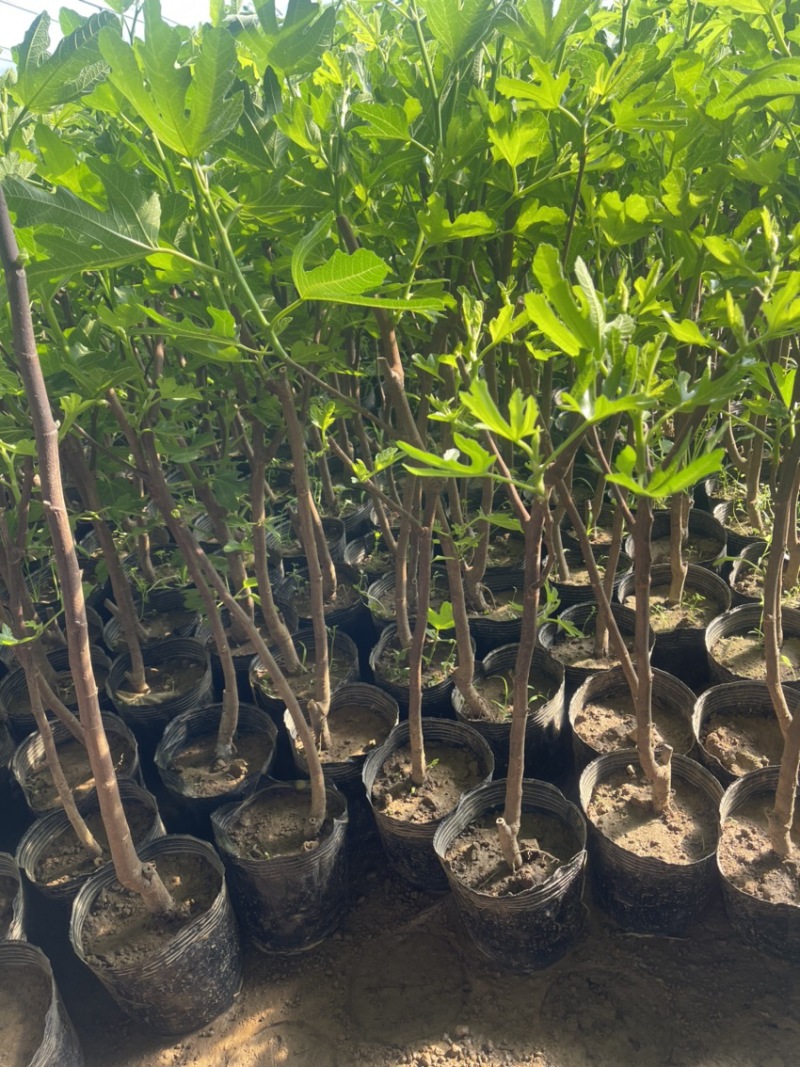 盆栽无花果树苗，当年种植当年挂果、愿盆原土