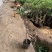 盆栽无花果树苗，当年种植当年挂果、愿盆原土