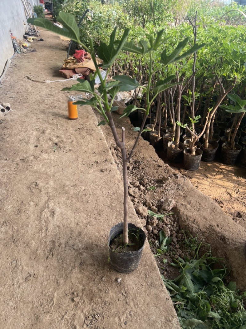 盆栽无花果树苗，当年种植当年挂果、愿盆原土