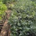 盆栽无花果树苗，当年种植当年挂果、愿盆原土