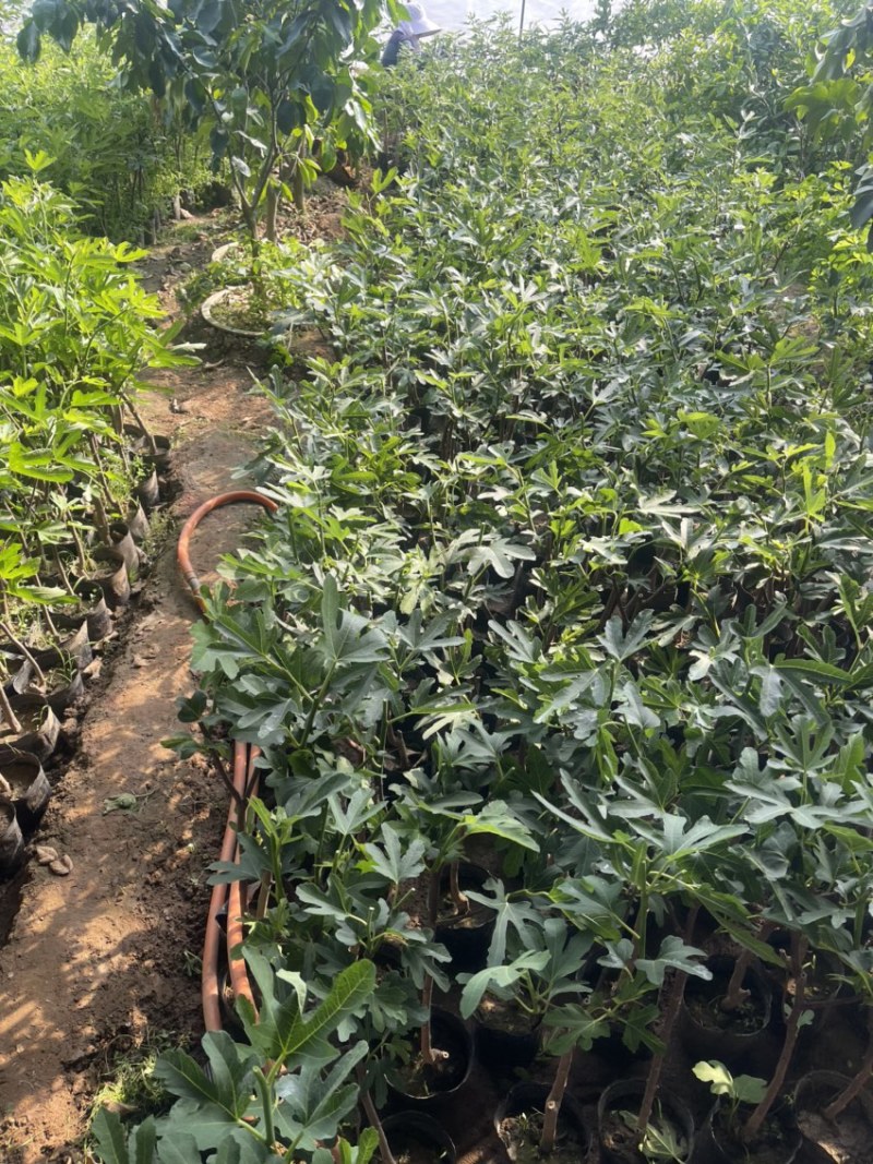 盆栽无花果树苗，当年种植当年挂果、愿盆原土