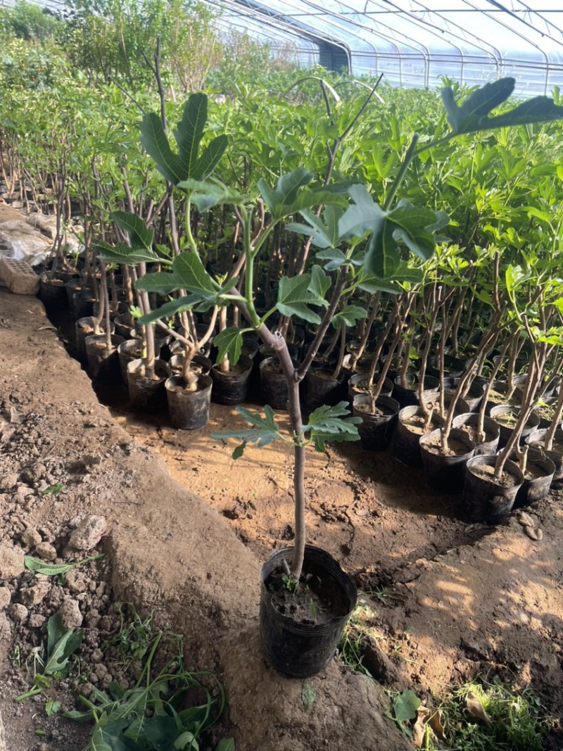 盆栽无花果树苗，当年种植当年挂果、愿盆原土