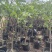 盆栽无花果树苗，当年种植当年挂果、愿盆原土