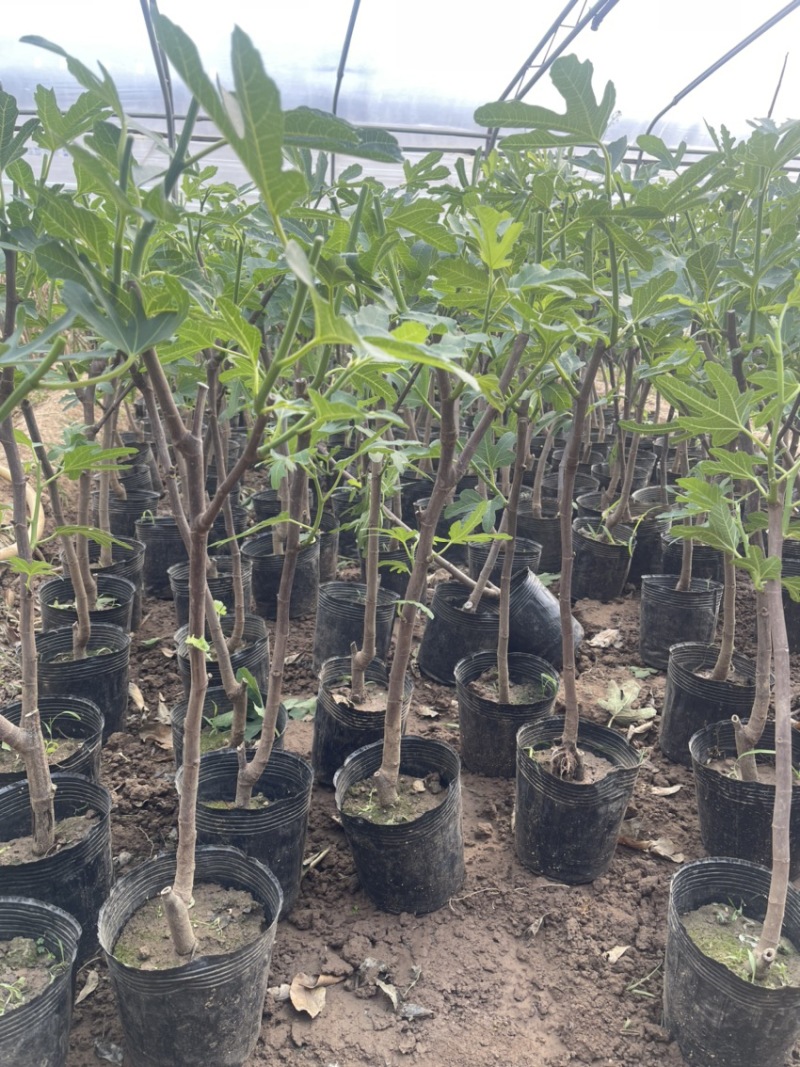 盆栽无花果树苗，当年种植当年挂果、愿盆原土