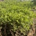 盆栽无花果树苗，当年种植当年挂果、愿盆原土