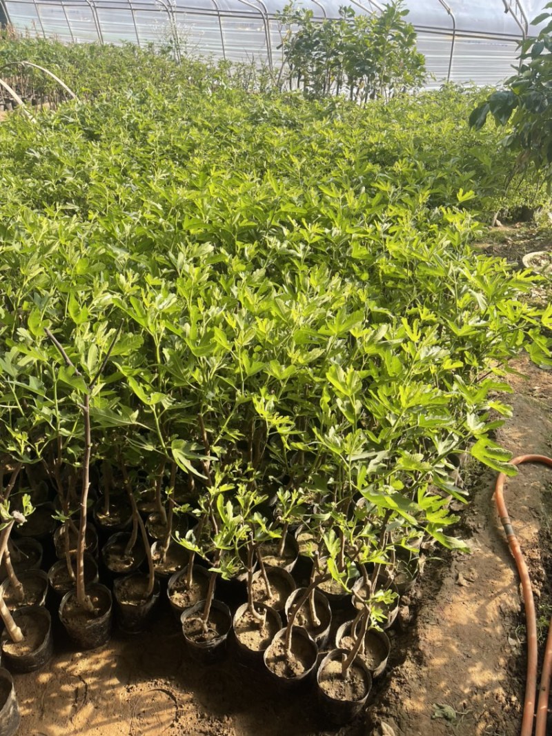 盆栽无花果树苗，当年种植当年挂果、愿盆原土