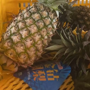 海南天地人金钻凤梨🍍17号精品，统货