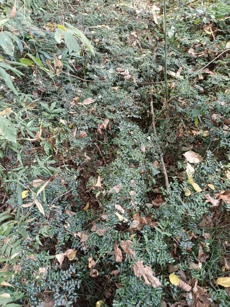 绣花针