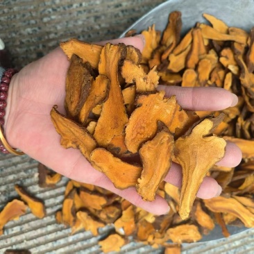 炒白术一年颜色漂亮正品一手货源自产自销