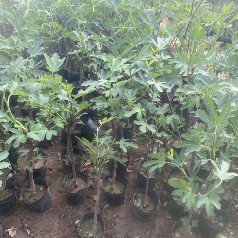无花果盆栽、原盆原土发货、当年挂果、包邮包活