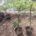 无花果盆栽、原盆原土发货、当年挂果、包邮包活