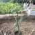 无花果盆栽、原盆原土发货、当年挂果、包邮包活