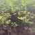 无花果盆栽、原盆原土发货、当年挂果、包邮包活